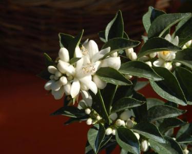 Mostra mercato “La Zagara”