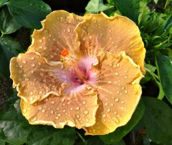 Ambra… Calambra