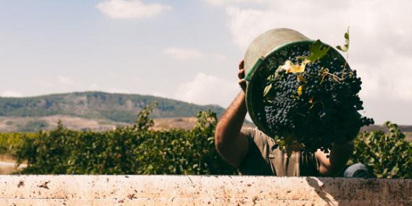 Cantine Aperte in vendemmia alle Tenute Orestiadi